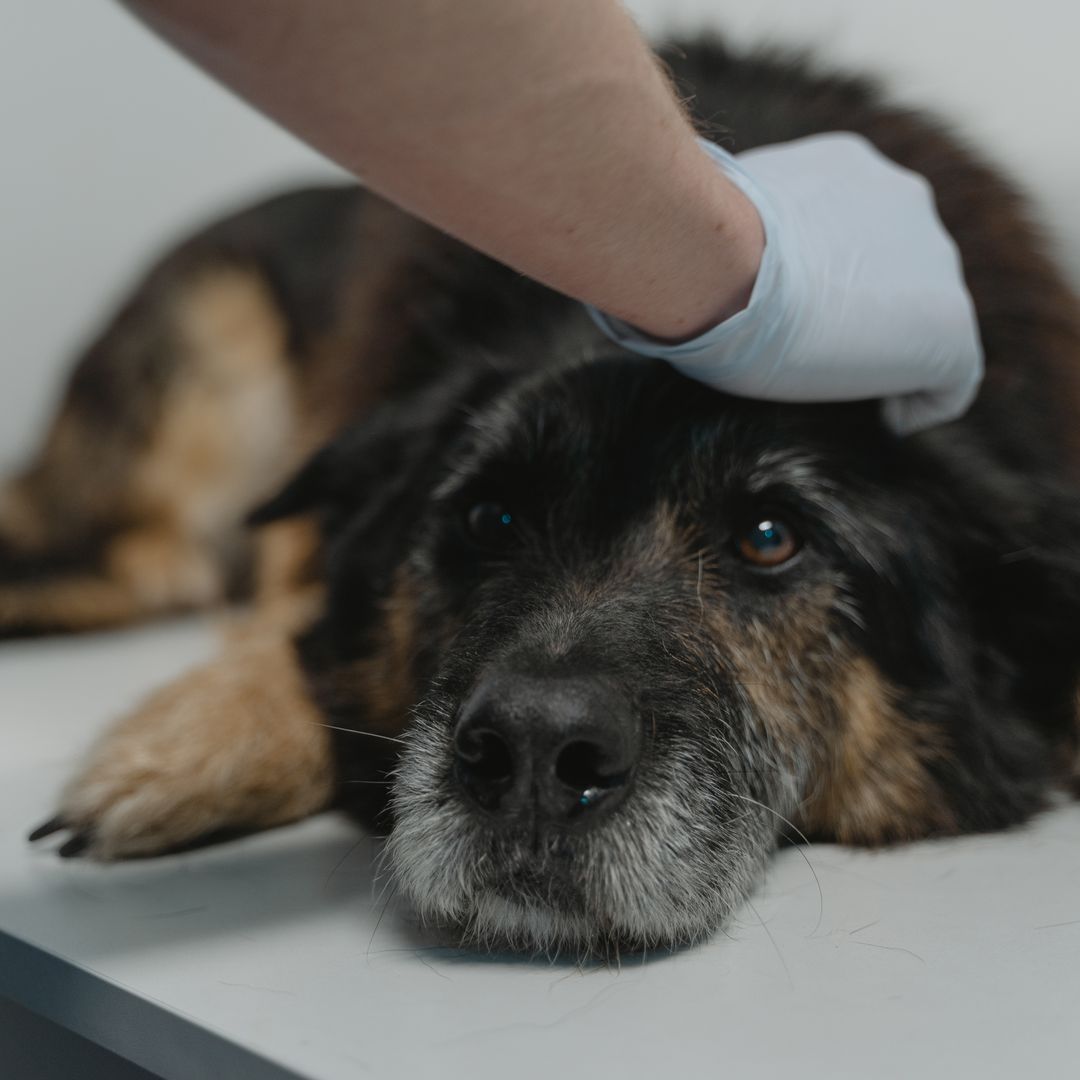 Close-up of a black dog being examined by a veterinarian wearing gloves